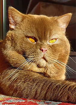 ���������� ��� ��������