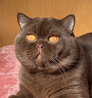 ���������� ���������� ���