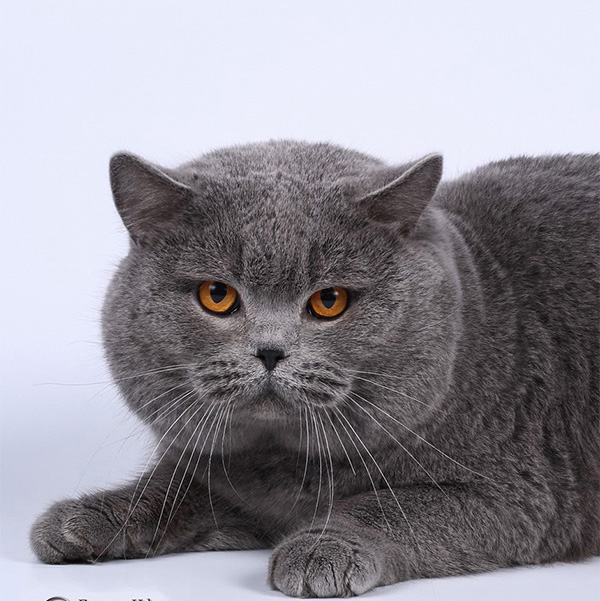 ���������� ������� ���