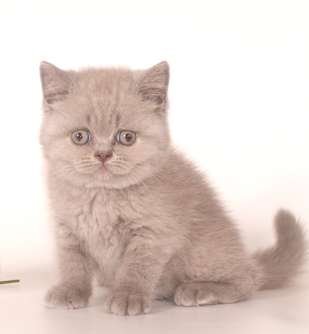 ���������� ������� �������