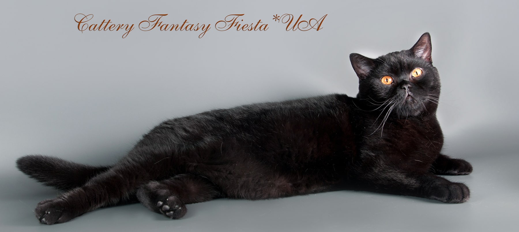 ���������� ������� �����