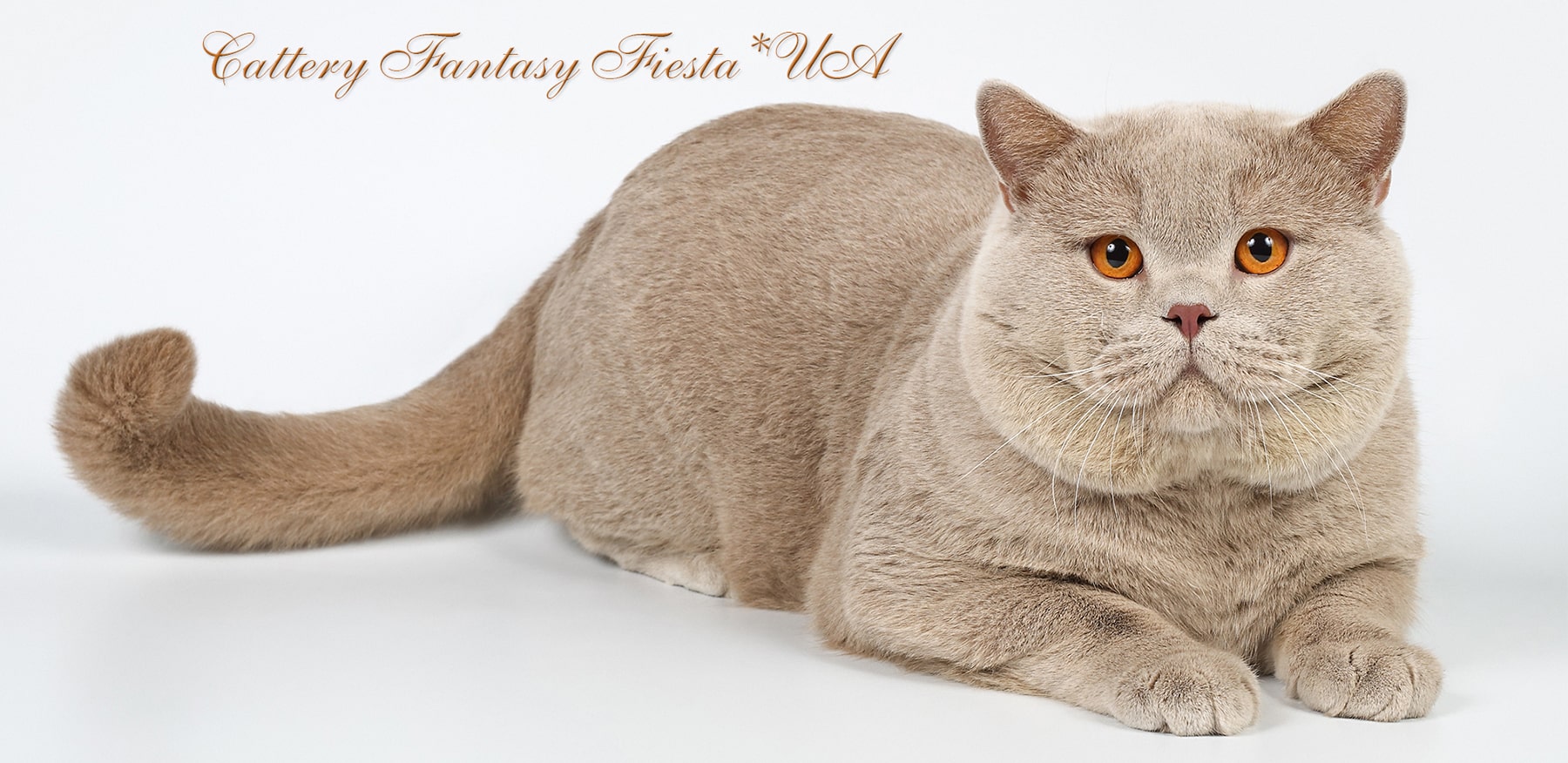 ���������� ��� ����